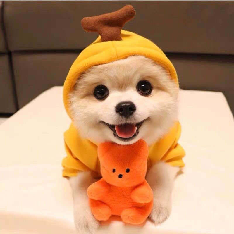 Small Dog Costume – Fun & Warm Pet Outfit